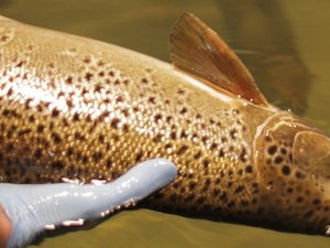 Canada establishes new aquaculture research center