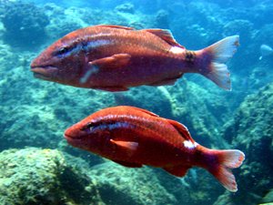 Hawaii researchers to develop hatchery technology for prized local fish