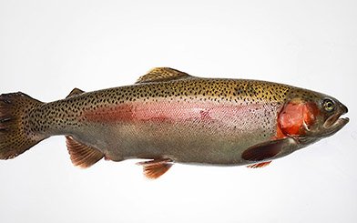 US researchers develop BCWD-resistant trout line