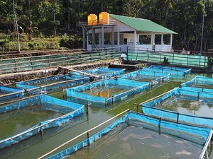 Timor-Leste to establish four tilapia hatcheries for local supply of fingerlings