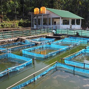 Timor-Leste to establish four tilapia hatcheries for local supply of fingerlings