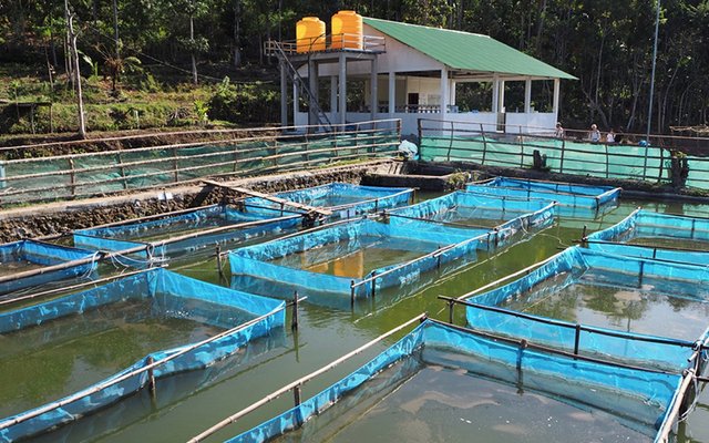 Timor-Leste to establish four tilapia hatcheries for local supply of fingerlings