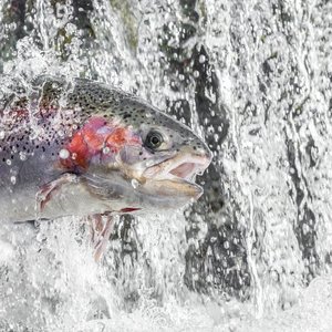 Troutlodge achieves welfare certification
