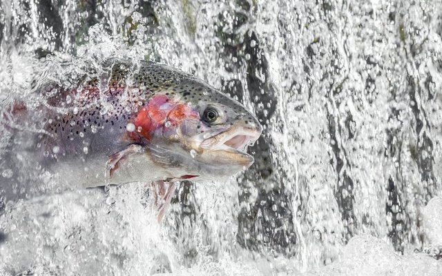 Troutlodge achieves welfare certification