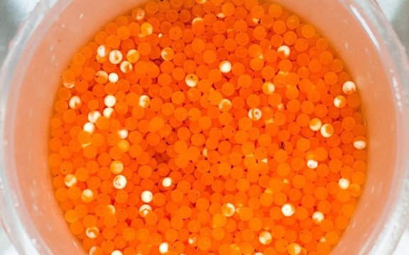 Whats the best selection strategy for carcass yield in trout?
