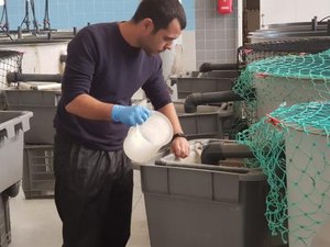 Study to help gilthead seabream farmers improve broodstock selection