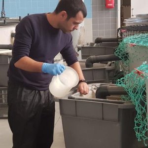 Study to help gilthead seabream farmers improve broodstock selection