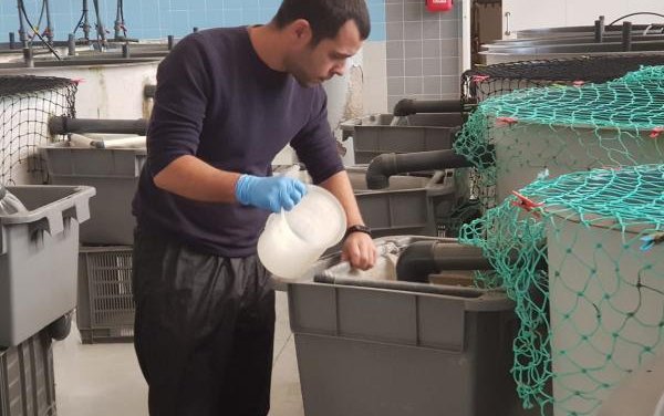 Study to help gilthead seabream farmers improve broodstock selection