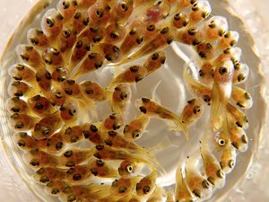 Genomar builds a new tilapia breeding center in Brazil
