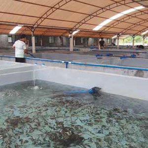 Fish breeder Qian Hu invests S$1 million in AI aquaculture technology