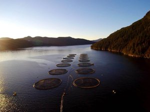 Federal court overturns salmon farms phase-out in the Discovery Islands