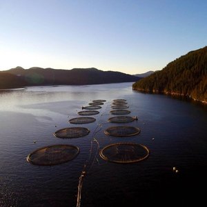 Federal court overturns salmon farms phase-out in the Discovery Islands