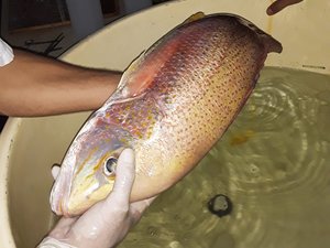 First commercial spotted rose snapper genetic program underway