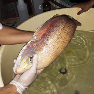First commercial spotted rose snapper genetic program underway