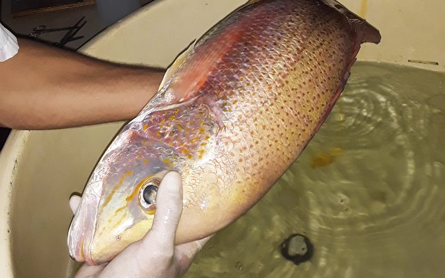 First commercial spotted rose snapper genetic program underway