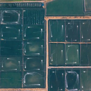 ASC updates shrimp standard, adds RAS module