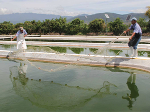 Ecuador to invest $300 million to improve electricity supply of shrimp farms