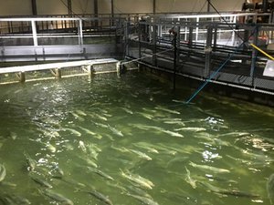 Do combined ozonation and foam fractionation improve fish condition in RAS?