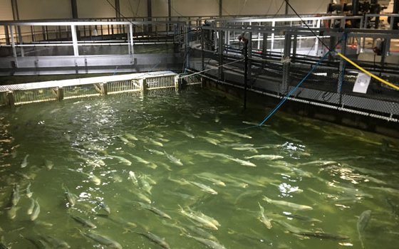 Do combined ozonation and foam fractionation improve fish condition in RAS?
