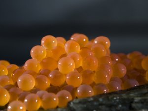 Temporary suspension of salmon and trout eggs exports from Norway