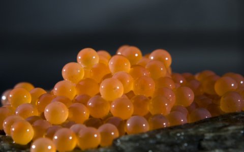 Temporary suspension of salmon and trout eggs exports from Norway