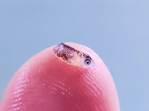 Novel virus detected in ballan wrasse may explain fry mortality