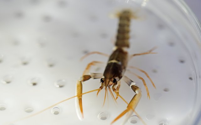 Increased larval survival in European clawed lobster trials