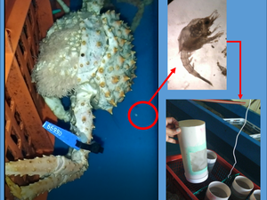 Argentinian researchers to test crab larval culture