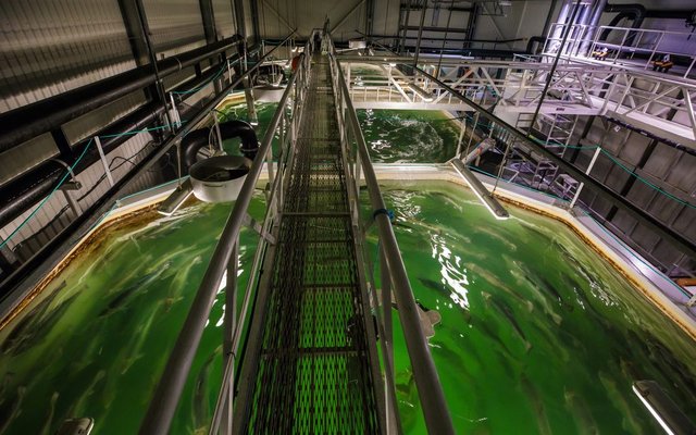 Study calls for new standards for disinfection in RAS facilities