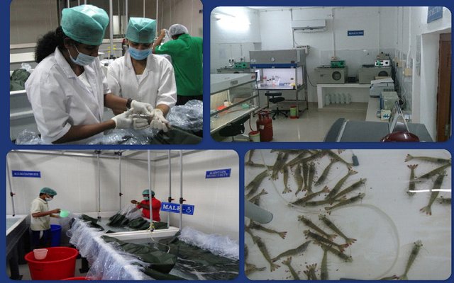 India imports SPF shrimp broodstock from the U.S.