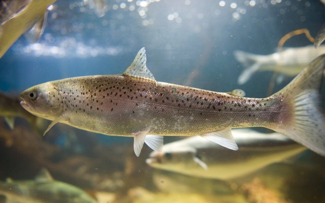 American Humane unveils new standards for aquaculture