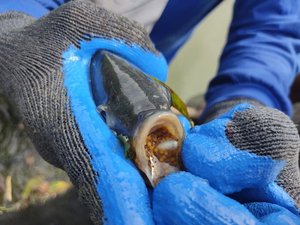 Philippines to adopt intensive tilapia hatchery technology
