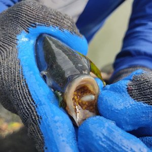 Philippines to adopt intensive tilapia hatchery technology