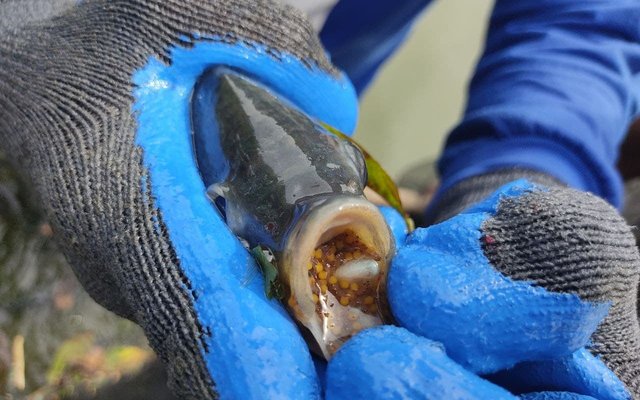 Philippines to adopt intensive tilapia hatchery technology