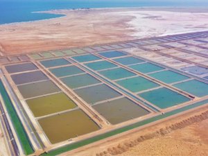 Oman opens $53-million shrimp farm