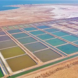Oman opens $53-million shrimp farm