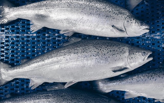 Japanese corporations to build land-based salmon farm