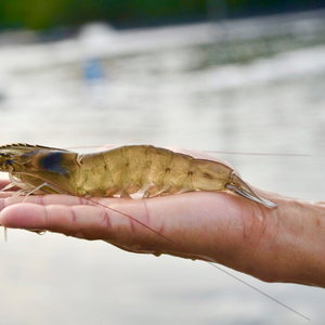 CP Foods shrimp broodstock returns to Chinese market