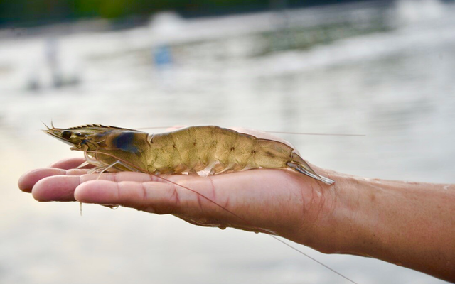 CP Foods shrimp broodstock returns to Chinese market