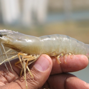 Benchmark delays SPR shrimp launch due to COVID-19