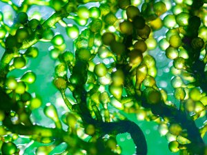New EU standard for algae and algae products