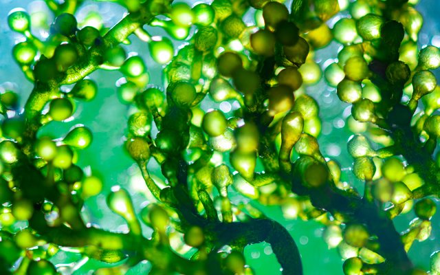 New EU standard for algae and algae products