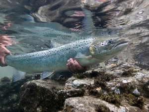 U.S. Federal court declares GE salmon unlawful