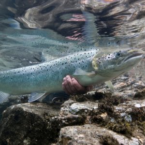 U.S. Federal court declares GE salmon unlawful
