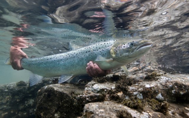 U.S. Federal court declares GE salmon unlawful