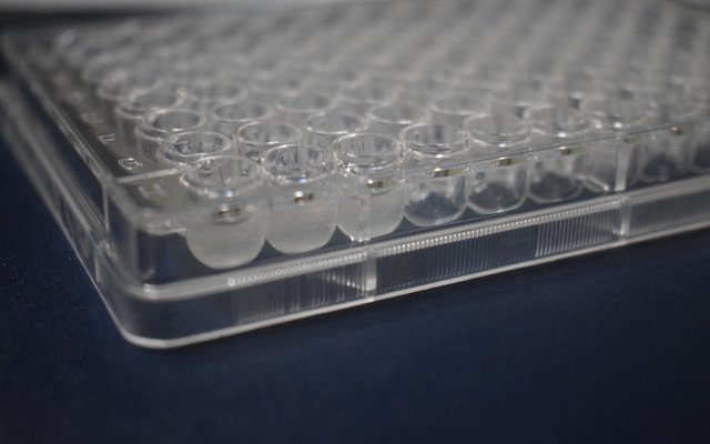 Researchers suggest tiamulin to fight against salmon tenacibaculosis