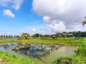 DNA region linked to disease resistance in tilapia