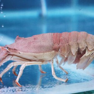 Philippine researchers to breed slipper lobsters