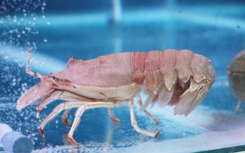 Philippine researchers to breed slipper lobsters