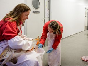 Norwegian researchers discover how to mass-produce sterile salmon